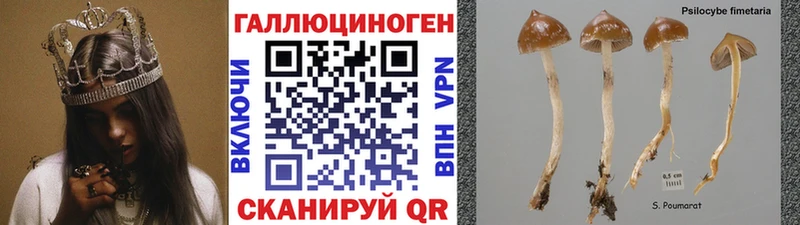 Купить закладки  Карпинск  Псилоцибиновые грибы Psilocybe 